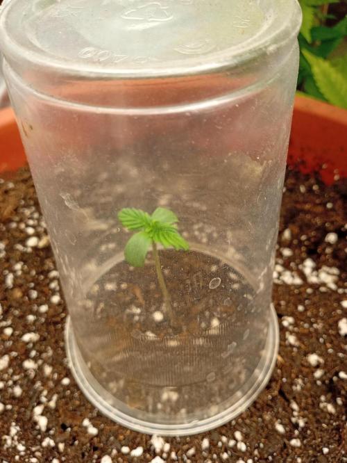 Old glory&lowcost,auto critical buddha. Week 0 - Good critical baby girl 