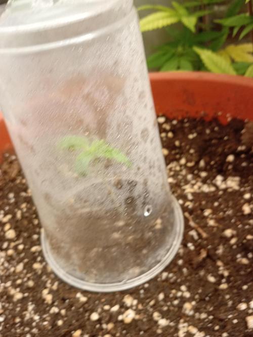 Old glory&lowcost,auto critical buddha. Week 1 - Under the dome