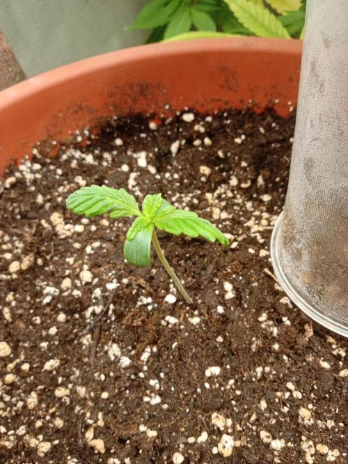 Old glory&lowcost,auto critical buddha. Week 1 - Start The frist vegetative week 