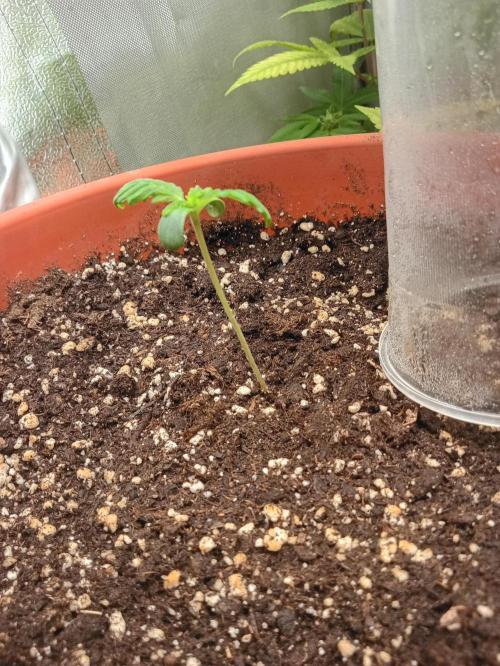 Old glory&lowcost,auto critical buddha. Week 1 - 🔥🔥🔥🔥🔥