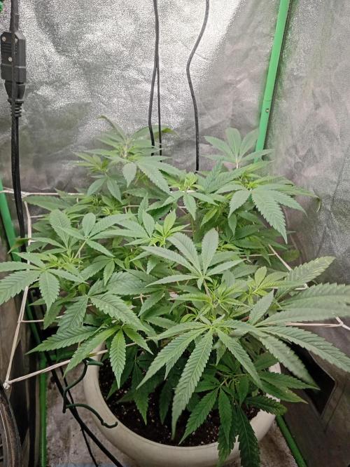 N13 kush by sensi seeds. Week 8 - Plant the 8/april
