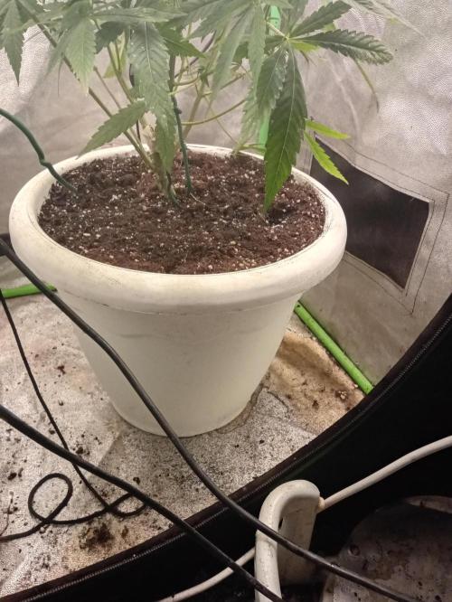 N13 kush by sensi seeds. Week 8 - New pot