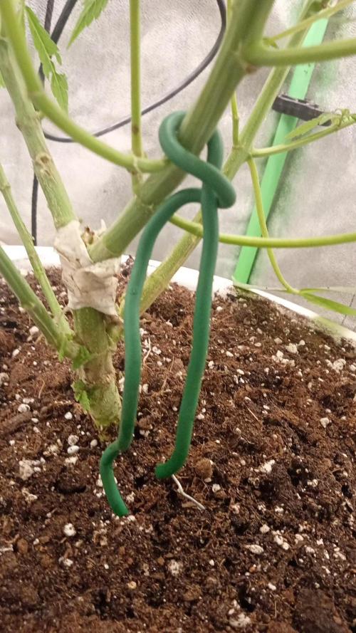 N13 kush by sensi seeds. Week 8 - Problem ! 