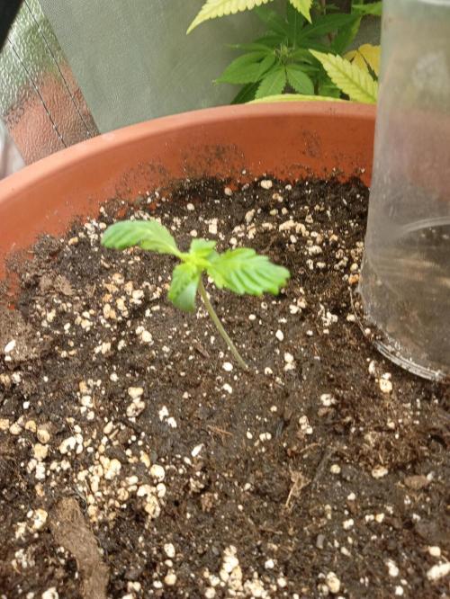 Old glory&lowcost,auto critical buddha. Week 1 - Today ( day 10) i decide to remove a dome
