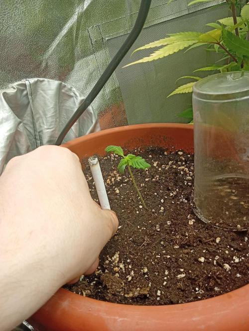 Old glory&lowcost,auto critical buddha. Week 1 - the  plant Is tall than regular size cigarette 