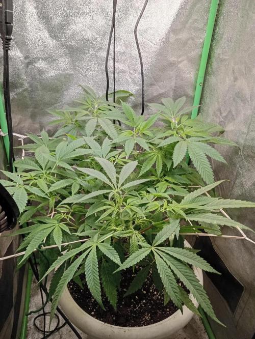 N13 kush by sensi seeds. Week 8 - Plant the 9/8