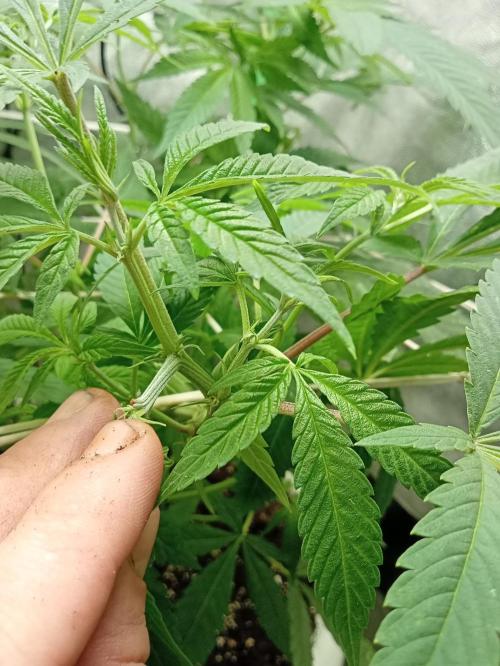 N13 kush by sensi seeds. Week 8 - Particular1