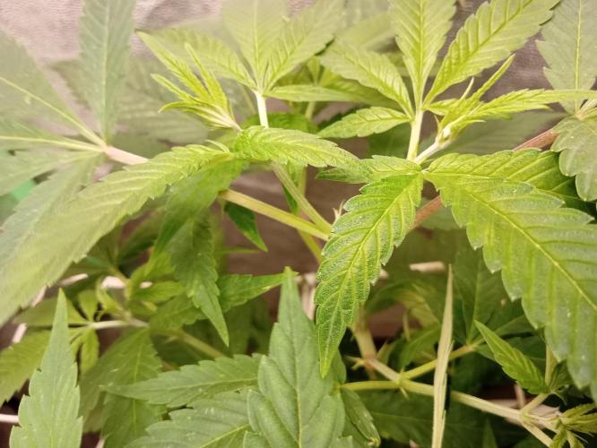 N13 kush by sensi seeds. Week 8 - Particular 2
