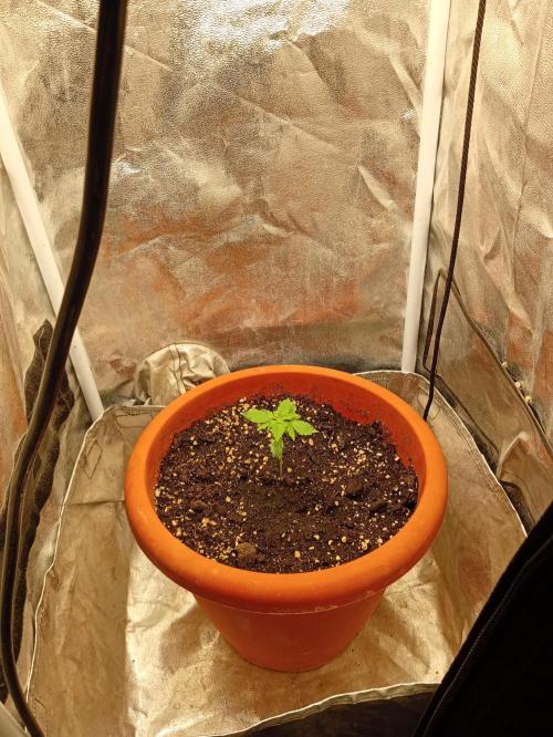 Old glory&lowcost,auto critical buddha. Week 2