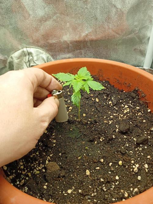 Old glory&lowcost,auto critical buddha. Week 2