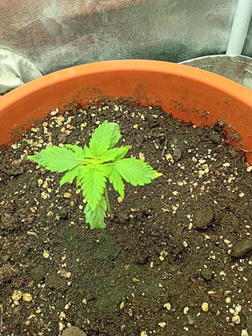 Old glory&lowcost,auto critical buddha. Week 2