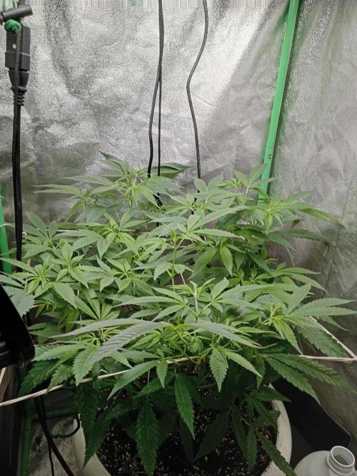 N13 kush by sensi seeds. Week 9