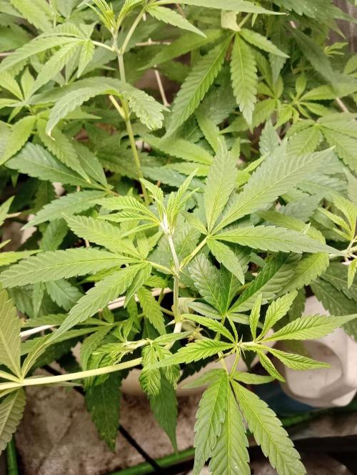 N13 kush by sensi seeds. Week 9