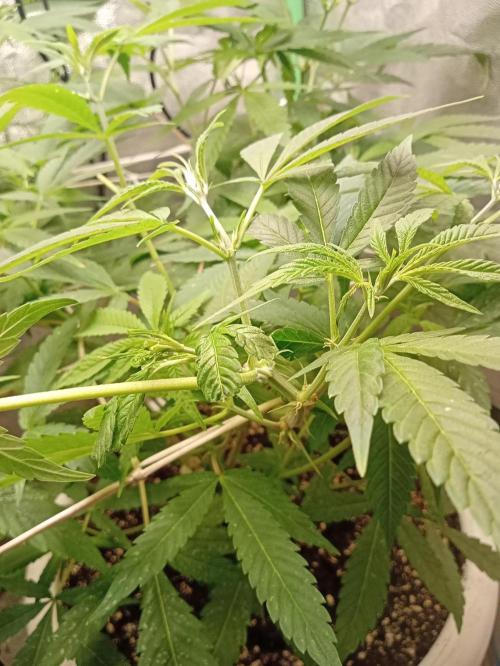 N13 kush by sensi seeds. Week 9
