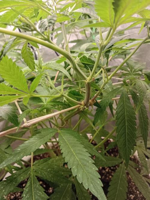 N13 kush by sensi seeds. Week 9