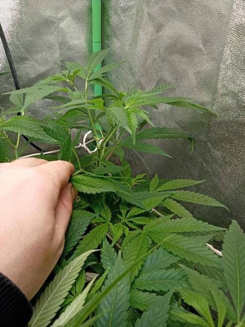 N13 kush by sensi seeds. Week 9