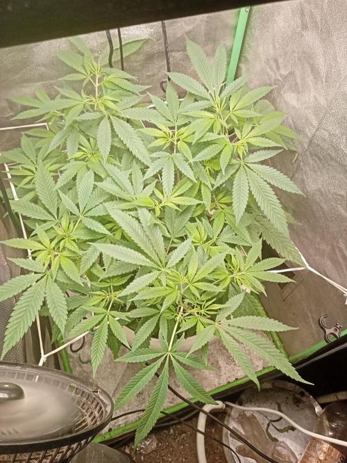 N13 kush by sensi seeds. Week 8 - Plant the11/06 before the defotliation 