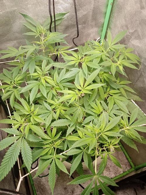 N13 kush by sensi seeds. Week 8 - Plant the 11/06 After defogliation 