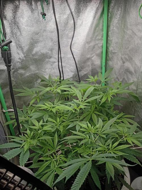 N13 kush by sensi seeds. Week 9 - Lwt's start strech
