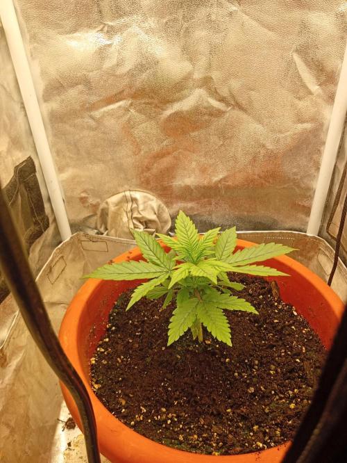 Auto Critical. Week 4