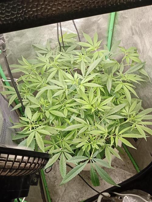 N13 kush by sensi seeds. Week 10