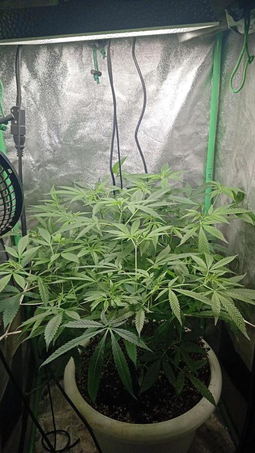 N13 kush by sensi seeds. Week 10