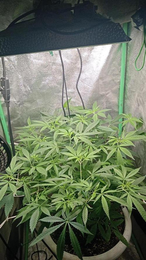 N13 kush by sensi seeds. Week 10