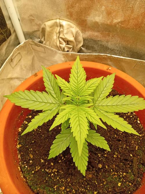 Old glory&lowcost,auto critical buddha. Week 3