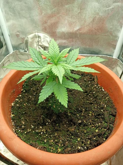 Old glory&lowcost,auto critical buddha. Week 3