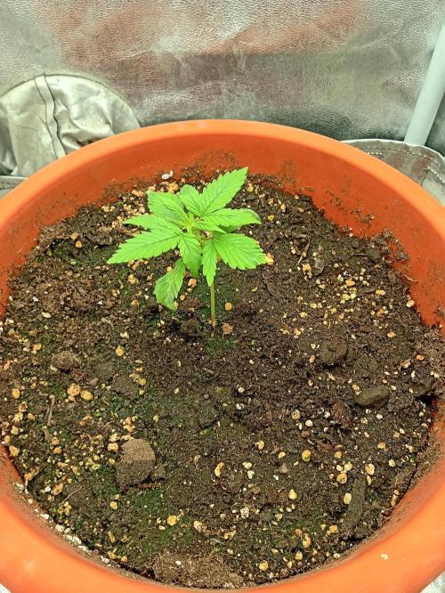 Old glory&lowcost,auto critical buddha. Week 2