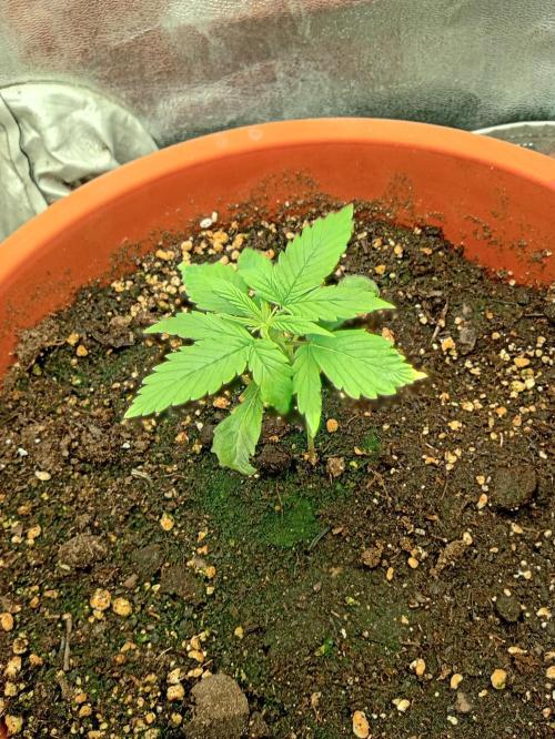 Old glory&lowcost,auto critical buddha. Week 2