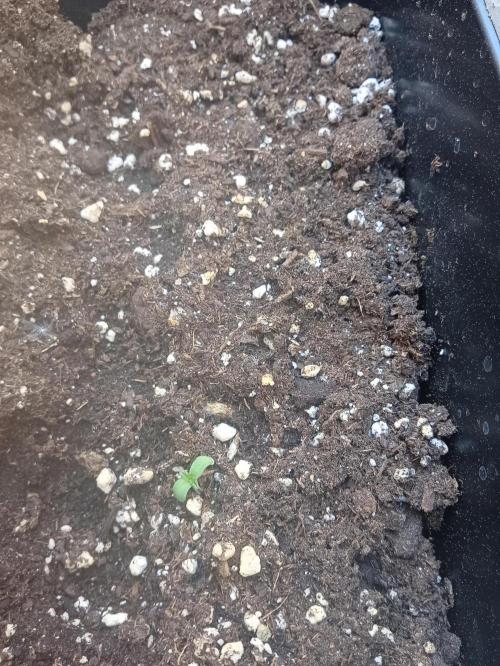 (afghan kush auto) poor Summer part 1. Week 0 - N  1