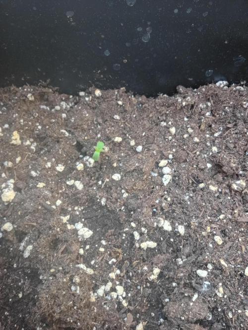 (afghan kush auto) poor Summer part 1. Week 0 - N 2