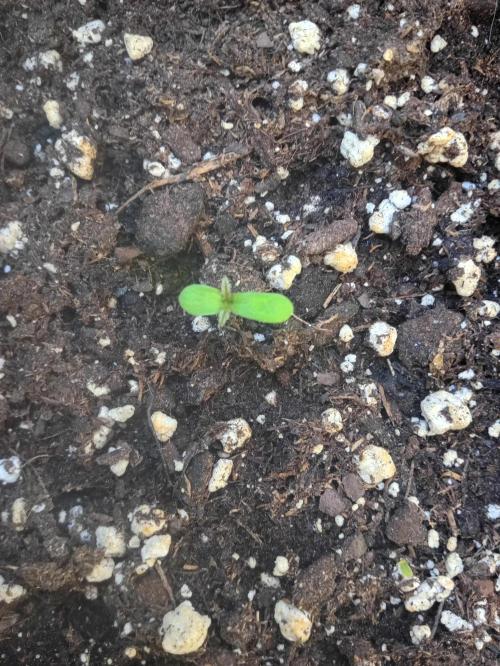 (afghan kush auto) poor Summer part 1. Week 0 - N 4