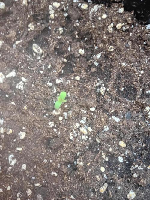 (afghan kush auto) poor Summer part 1. Week 0 - N 5