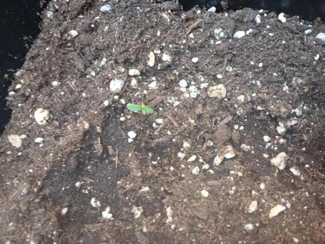 (afghan kush auto) poor Summer part 1. Week 0 - N6