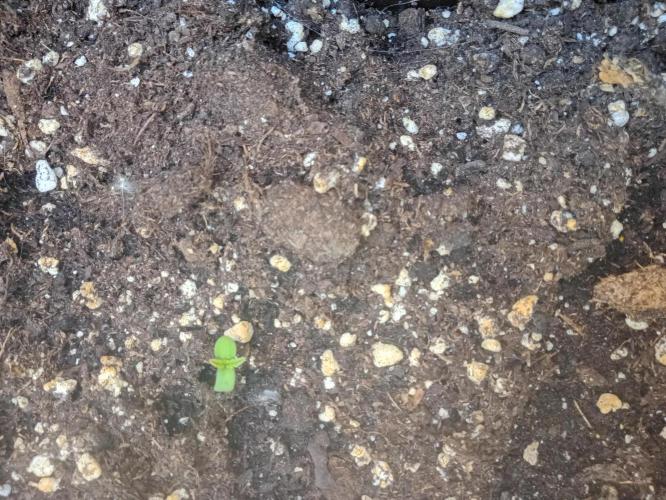 (afghan kush auto) poor Summer part 1. Week 0 - N7