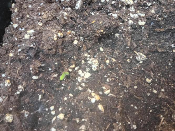 (afghan kush auto) poor Summer part 1. Week 0 - N8
