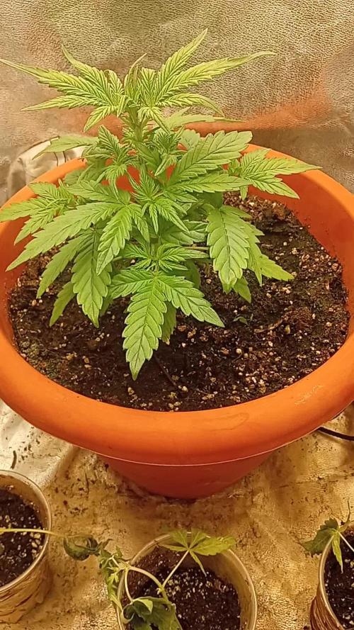 Old glory&lowcost,auto critical buddha