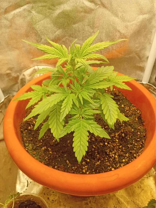 Old glory&lowcost,auto critical buddha. Week 3 - Afther agressive defogliatoon