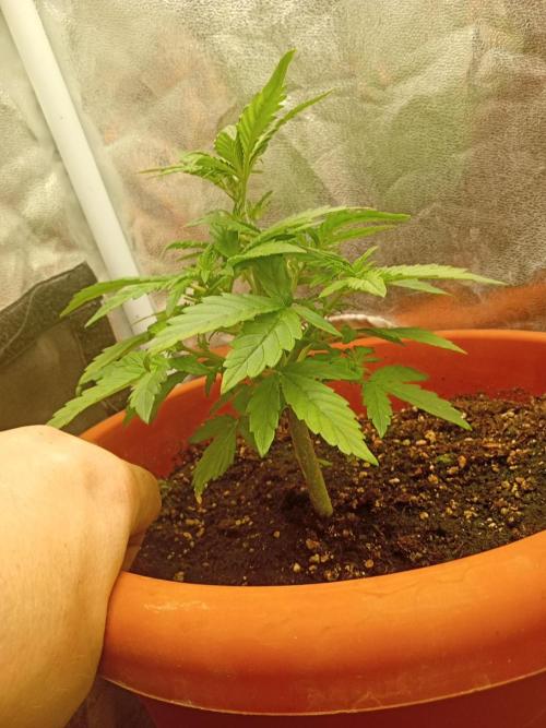 Old glory&lowcost,auto critical buddha. Week 3 - Lateral vision 