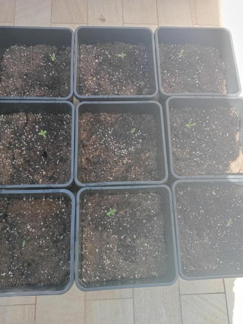 (afghan kush auto) poor Summer part 1. Week 0 - Th e brigade complete 9/9 sprout