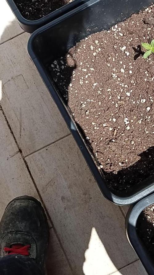 (afghan kush auto) poor Summer part 1