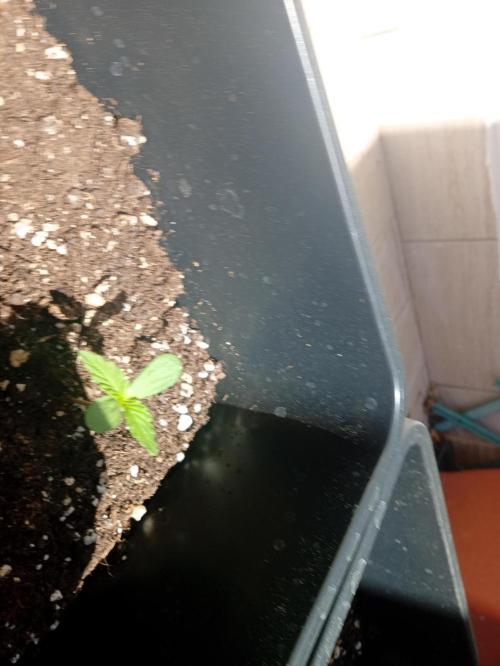 (afghan kush auto) poor Summer part 1. Week 0 - N 1 day 5 of the week