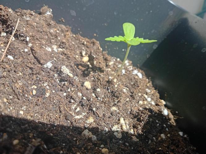 (afghan kush auto) poor Summer part 1. Week 0 - N 1 lateral vision