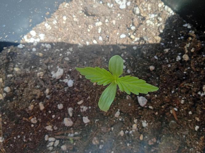 (afghan kush auto) poor Summer part 1. Week 0 - N2 day 5 of the weeks