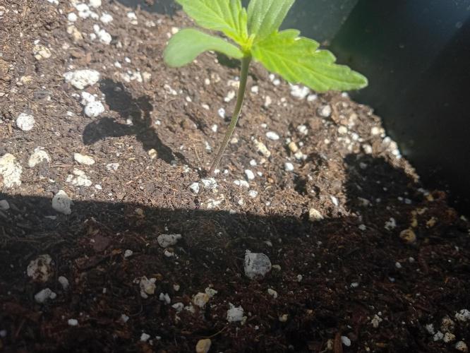 (afghan kush auto) poor Summer part 1. Week 0 - N2 lateral vision
