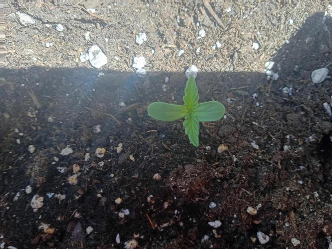 (afghan kush auto) poor Summer part 1. Week 0 - N 9 Day 5 of the week