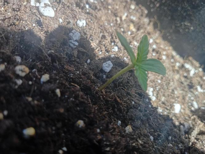 (afghan kush auto) poor Summer part 1. Week 0 - N9 laterale vision