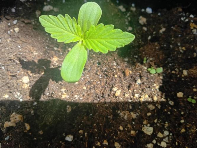(afghan kush auto) poor Summer part 1. Week 0 - N 3 Day 5 of the week